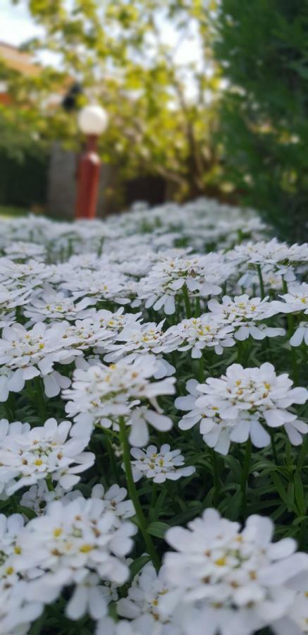 Apartma Jelka Novigrad Istria Exteriér fotografie
